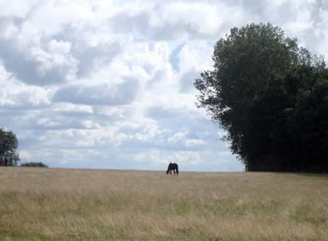 Reiten